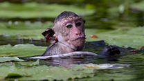 image de Au Royaume des Singes - EXTRAIT VF "Une expérience aquatique incroyable"