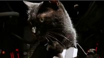 image de Star Wars VII... version chiens et chats !