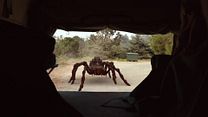 image de Lavalantula Bande-annonce VO