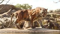 image de Le Livre de la jungle - SPOT TV VO "Shere Khan"