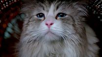 image de Ma vie de chat - EXTRAIT VF "Dans la peau d'un chat"