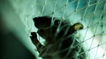 image de Rats Bande-annonce VO