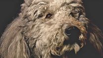 image de Heart Of A Dog Bande-annonce VO