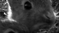 image de Rabbit à la berlin Bande-annonce VO