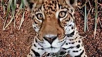 image de Jungle Cat Bande-annonce VO