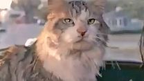 image de Le Nouvel espion aux pattes de velours Bande-annonce VO