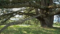 image de La Puissance de l’arbre avec Ernst Zürcher Bande-annonce VF