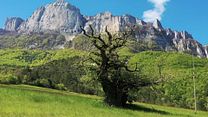 image de Arbres et forêts Remarquables, un univers à explorer Bande-annonce VF