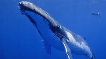 image de Les Secrets des baleines Bande-annonce VO