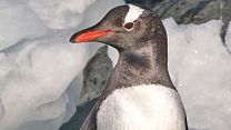 image de Connaissance du monde : Cap sur l'Antarctique Bande-annonce VF