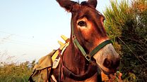 image de Connaissance du monde : Sur le chemin de Stevenson - A pied dans les Cévennes avec un âne Bande-annonce VF