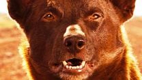 image de Koko: A Red Dog Story Bande-annonce VO