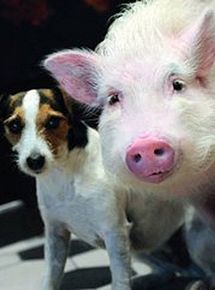 Affiche de Animalement vôtres (TV), film à voir en streaming sur Pygargue