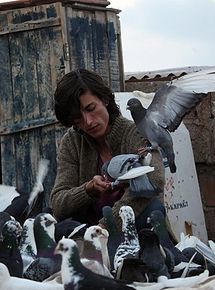 Affiche de Le Pigeon, film à voir en streaming sur Pygargue