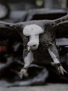 poster de la série Urban Jungle Saison 1