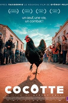 Cocotte