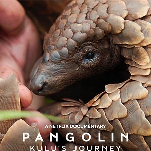 Photo Pangolin : Chemins de vie