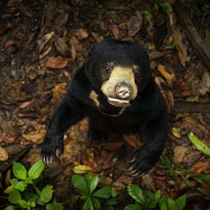 Photo La Vie secrète des animaux