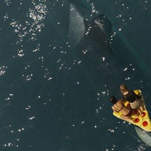 Photo Killer Whale