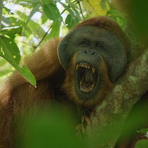 Photo La Vie Secrète des Orangs-Outans