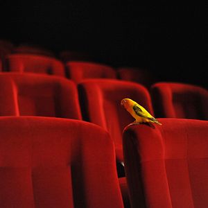 Photo Les Oiseaux de Pluie
