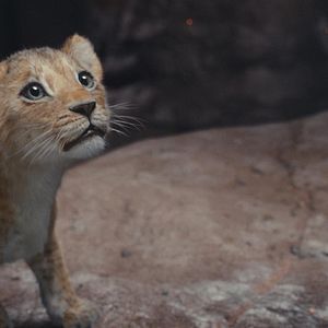 Photo Mufasa : Le Roi Lion