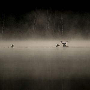 Photo Le Chant des forêts