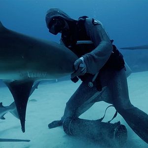 Photo Le Royaume des requins