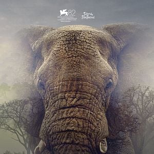 Photo Ghost Elephants
