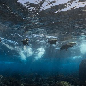 Photo Otaries des Galápagos