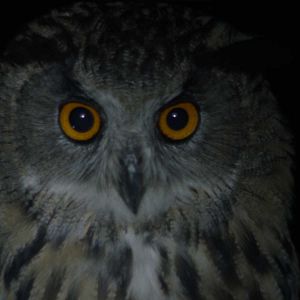 Photo City of Owls