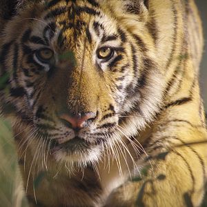 Photo Tigres