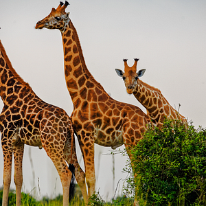 Photo Escape from Extinction Rewilding