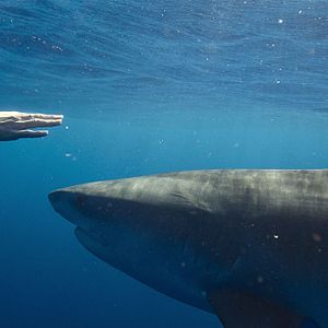 Photo En paix avec les requins