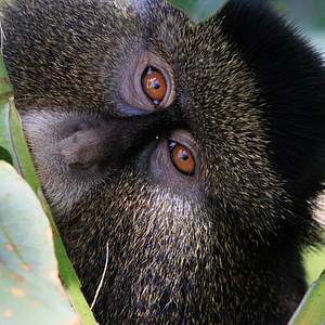 Photo Escape from Extinction Rewilding