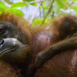 Photo La Vie Secrète des Orangs-Outans