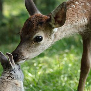 Photo Bambi, L’histoire d’une vie dans les bois