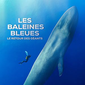 Photo Les baleines bleues : le retour des géants