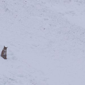 Photo Le Temps des animaux