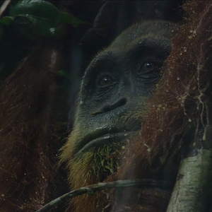 Photo La Vie Secrète des Orangs-Outans