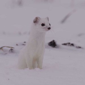 Photo Le Temps des animaux