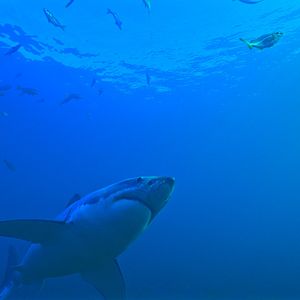 Photo Le Royaume des requins