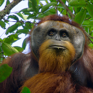 Photo La Vie Secrète des Orangs-Outans