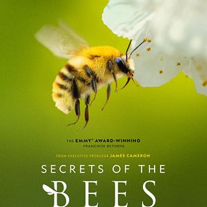 Photo Les Secrets des abeilles 