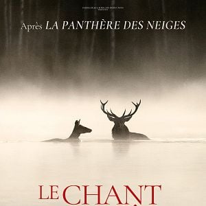 Photo Le Chant des forêts