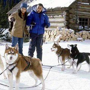 Photo Chiens des neiges