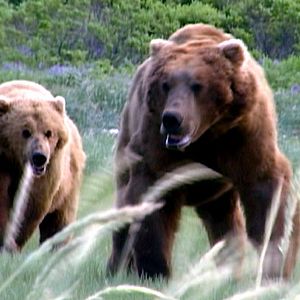Photo Grizzly Man