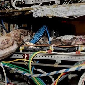 Photo Des serpents dans l'avion