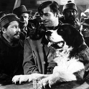 Photo L'Appel de la forêt