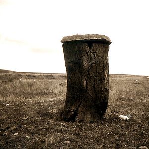 Photo Peter Hoffmann